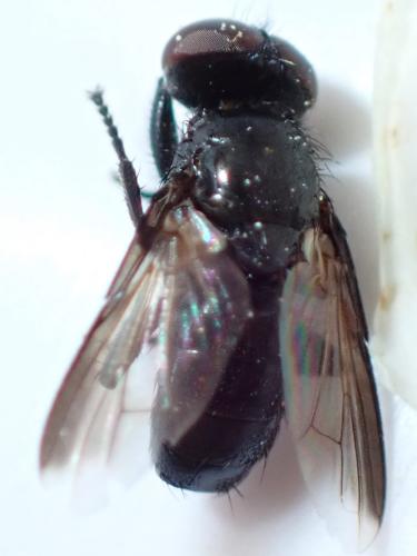 Catharosia sp.